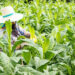 Ilustrasi petani tembakau. (Foto: Istimewa)