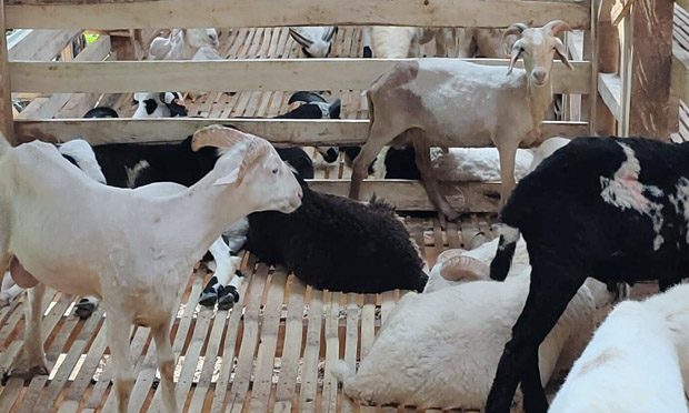 Ilustrasi bantuan domba. (foto: istimewa)