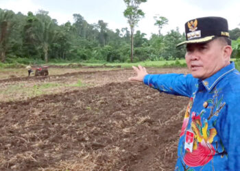 Pj Bupati Maybrat, Bernhard E. Rondonuwu bersama Kepala Dinas Pertanian mengunjungi sebuah lahan padi yang membentang seluas 3 hektar di Fankahrio