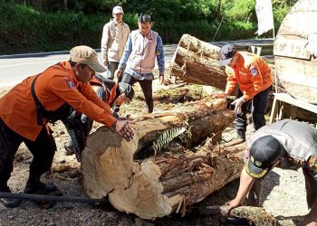 Petugas BPBD Kabupaten Bandung menyingkirkan pohon tumbang di salah satu ruas jalan Kabupaten Bandung, menjaga kelancaran arus mudik dan balik, Jumat (20/03/2026). (Us)